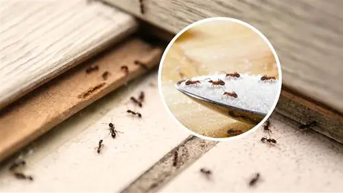 Kiến Vàng Bò Vào Nhà Là Điềm Báo Tốt Lành Cho Tài Chính Gia Đình Kiến Vàng Bò Vào Nhà Là Điềm Báo Tốt Lành Cho Tài Chính Gia Đình
