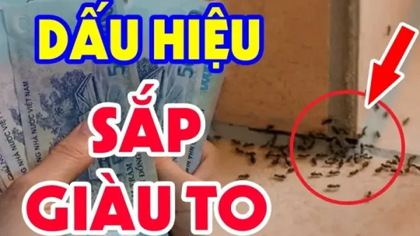 Kiến Vào Nhà Là Điềm Báo Gì Theo Phong Thủy? Hên Hay Xui Và Cách Hóa Giải