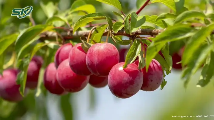 Tổng Hợp Các Loại Quả Kiêng Cúng Bàn Thờ Gia Tiên Cần Tránh Để Không Phạm Kỵ