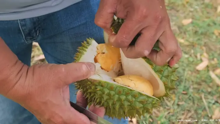 Tổng Hợp Các Loại Quả Kiêng Cúng Bàn Thờ Gia Tiên Cần Tránh Để Không Phạm Kỵ