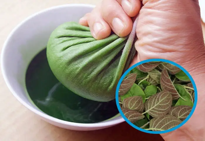 Những Lưu Ý Quan Trọng Khi Dùng Lá Mơ Lông Phơi Khô Chữa Bệnh Là Gì?