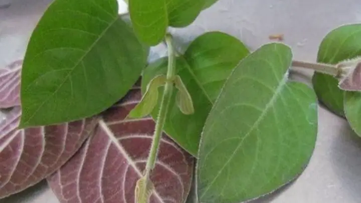 Cần Lưu Ý Gì Về Liều Lượng Và Đối Tượng Không Nên Sử Dụng Hỗn Hợp Này? Cần Lưu Ý Gì Về Liều Lượng Và Đối Tượng Không Nên Sử Dụng Hỗn Hợp Này?