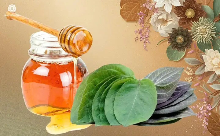 Lá Mơ Lông Kết Hợp Mật Ong Hỗ Trợ Tiêu Hóa Và Giảm Ho Lá Mơ Lông Kết Hợp Mật Ong Hỗ Trợ Tiêu Hóa Và Giảm Ho