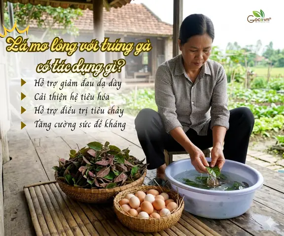 Làm Thế Nào Để Phân Biệt Lá Mơ Lông Với Các Loại Lá Cây Dại Tương Tự Ngoài Tự Nhiên? Làm Thế Nào Để Phân Biệt Lá Mơ Lông Với Các Loại Lá Cây Dại Tương Tự Ngoài Tự Nhiên?