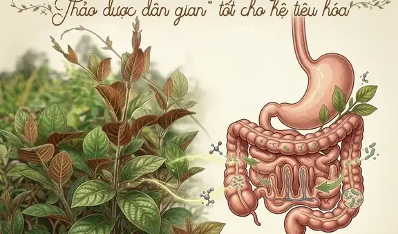 Lá Mơ Lông Với Trứng Gà Có Tác Dụng Gì? Cách Làm Bài Thuốc Chuẩn Vị Dân Gian