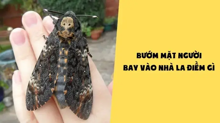 Điềm Báo Từ Giấc Mơ Thấy Lá Rụng Và Các Hình Ảnh Tâm Linh Tương Tự Điềm Báo Từ Giấc Mơ Thấy Lá Rụng Và Các Hình Ảnh Tâm Linh Tương Tự