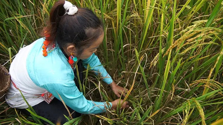 Lễ Cúng Gọi Hồn Lúa Là Gì? Tìm Hiểu Nét Đẹp Văn Hóa Tâm Linh Độc Đáo Của Đồng Bào Các Dân Tộc Lễ Cúng Gọi Hồn Lúa Là Gì? Tìm Hiểu Nét Đẹp Văn Hóa Tâm Linh Độc Đáo Của Đồng Bào Các Dân Tộc