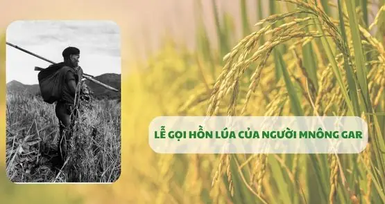 Ý Nghĩa Và Trình Tự Độc Đáo Trong Lễ Cúng Gọi Hồn Lúa Của Người M'nông Gar Ý Nghĩa Và Trình Tự Độc Đáo Trong Lễ Cúng Gọi Hồn Lúa Của Người M'nông Gar