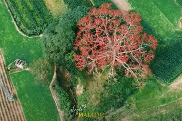 Lễ Hội Thờ Cúng Vua Hùng Diễn Ra Khi Nào, Ở Đâu Và Có Ý Nghĩa Lịch Sử Gì?