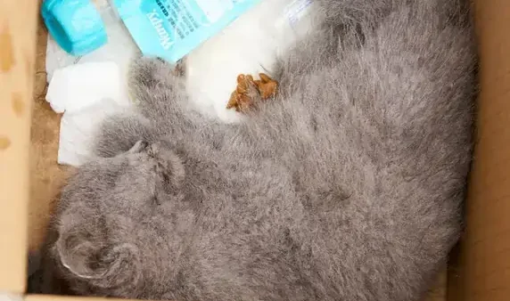 Mèo Chết Trước Nhà Là Điềm Gì? Giải Mã Chi Tiết Các Tín Hiệu Phong Thủy Và Tâm Linh