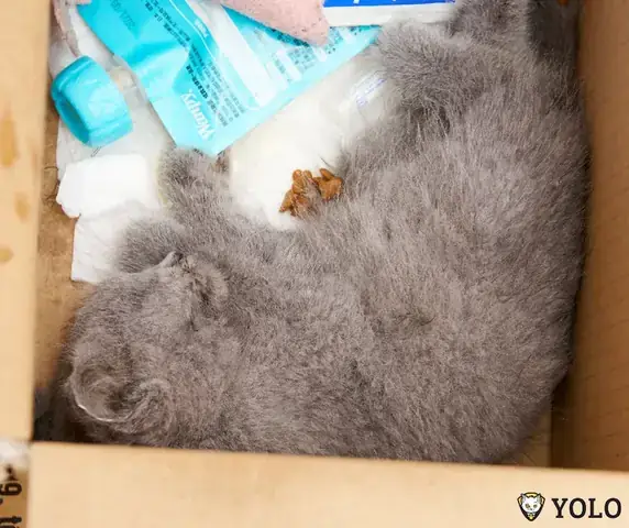 Hiện Tượng Mèo Nuôi Qua Đời Mang Theo Những Điềm Báo Tâm Linh Hiện Tượng Mèo Nuôi Qua Đời Mang Theo Những Điềm Báo Tâm Linh