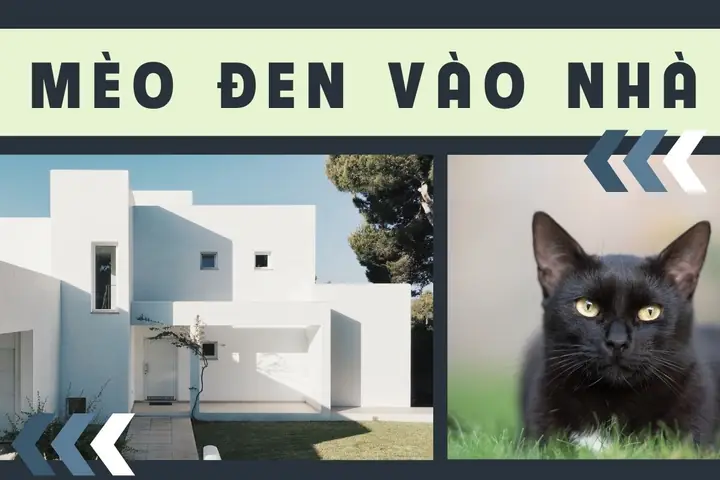 Mèo Đen Vào Nhà Đẻ Điềm Báo Gì? Hên Hay Xui Và Cách Hóa Giải Mèo Đen Vào Nhà Đẻ Điềm Báo Gì? Hên Hay Xui Và Cách Hóa Giải
