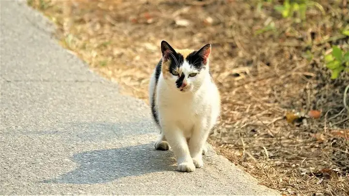 Mèo Đen Vào Nhà Là Điềm Báo Gì? Điềm Hên Xui Và Cách Hóa Giải Chi Tiết Mèo Đen Vào Nhà Là Điềm Báo Gì? Điềm Hên Xui Và Cách Hóa Giải Chi Tiết