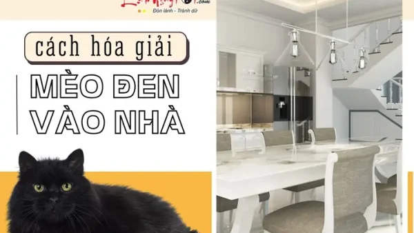 Mèo Đen Vào Nhà Là Điềm Báo Gì? Điềm Hên Xui Và Cách Hóa Giải Chi Tiết