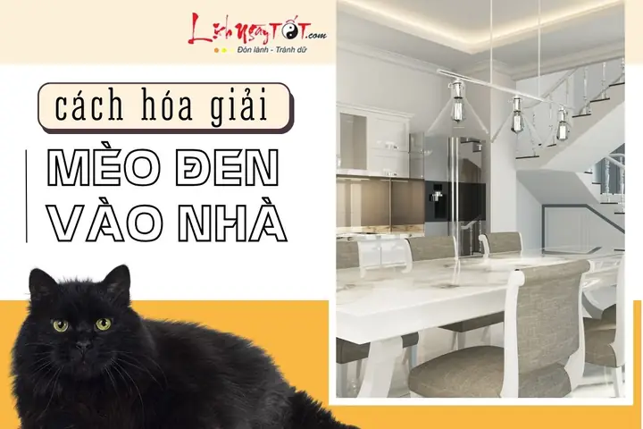 Làm Thế Nào Để Hóa Giải Vận Hạn Và Xua Đuổi Điềm Gở Khi Mèo Đen Vào Nhà? Làm Thế Nào Để Hóa Giải Vận Hạn Và Xua Đuổi Điềm Gở Khi Mèo Đen Vào Nhà?