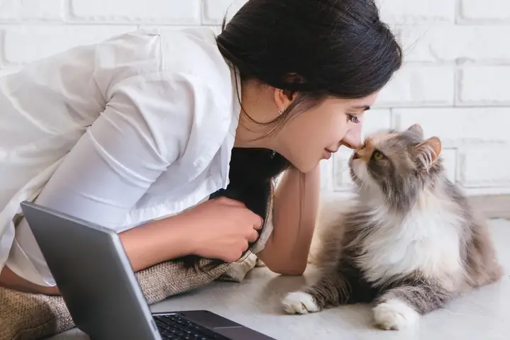Mèo Cọ Đầu Vào Người Thể Hiện Sự Gắn Kết Và Tin Tưởng Mèo Cọ Đầu Vào Người Thể Hiện Sự Gắn Kết Và Tin Tưởng