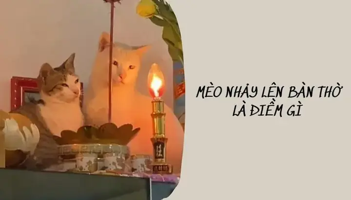 Tại Sao Mèo Lại Có Hành Vi Đi Theo Người Trong Đời Sống Thực Tế? Tại Sao Mèo Lại Có Hành Vi Đi Theo Người Trong Đời Sống Thực Tế?