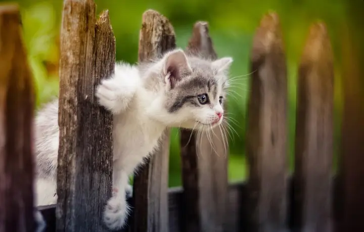 Ứng Xử Nhẹ Nhàng Và Khéo Léo Khi Mèo Hoang Ghé Thăm