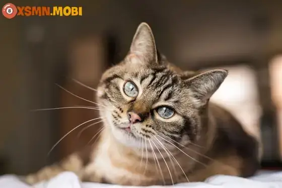 Mèo Ỉa Đái Trên Giường Ngủ Mang Ý Nghĩa Phong Thủy Gì? Mèo Ỉa Đái Trên Giường Ngủ Mang Ý Nghĩa Phong Thủy Gì?