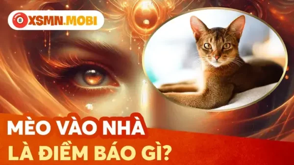 Giải Mã Mèo Ỉa Trong Nhà Điềm Báo Gì? Hên Hay Xui Cho Gia Chủ