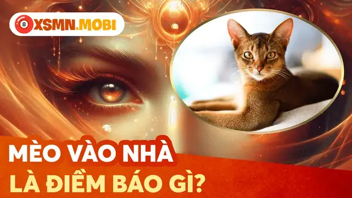 Dấu Hiệu Bệnh Lý Nào Khiến Mèo Đột Ngột Đi Bậy Trong Nhà? Dấu Hiệu Bệnh Lý Nào Khiến Mèo Đột Ngột Đi Bậy Trong Nhà?