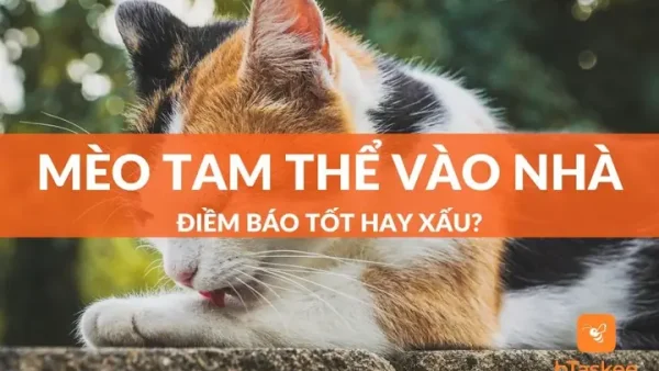 Mèo Tam Thể Vào Nhà Là Điềm Gì? Giải Mã Ý Nghĩa Phong Thủy Tốt Hay Xấu