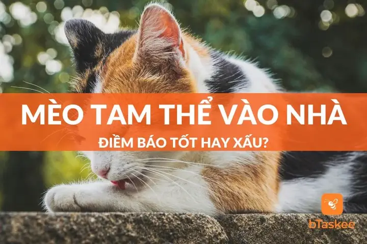 Mèo Tam Thể Vào Nhà Là Điềm Gì? Giải Mã Ý Nghĩa Phong Thủy Tốt Hay Xấu