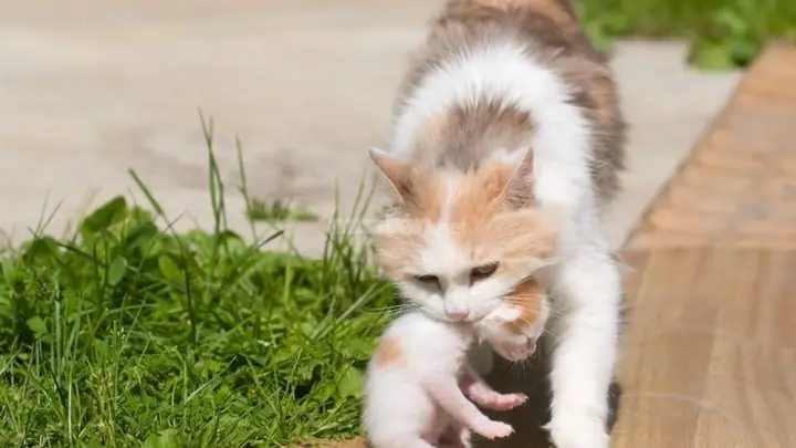 Ý Nghĩa Của Việc Mèo Hoang Hoặc Mèo Lạ Vào Nhà Sinh Con Ý Nghĩa Của Việc Mèo Hoang Hoặc Mèo Lạ Vào Nhà Sinh Con