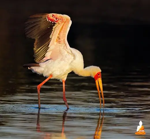 Mơ Bắt Được 2 Con Cò Đánh Đề Con Gì Để Trúng Lớn? Mơ Bắt Được 2 Con Cò Đánh Đề Con Gì Để Trúng Lớn?