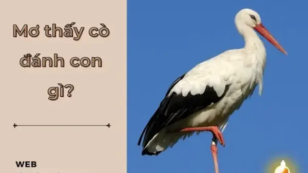 Mơ Bắt Được 2 Con Cò Đánh Đề Con Gì? Giải Mã Giấc Mơ Và Con Số May Mắn