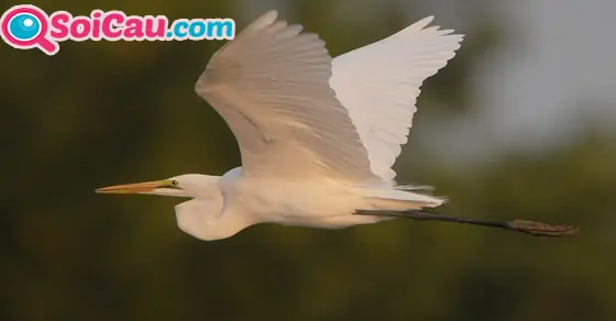 Nằm Mơ Bắt Được 2 Con Cò Mang Ý Nghĩa Và Điềm Báo Gì Trong Phong Thủy? Nằm Mơ Bắt Được 2 Con Cò Mang Ý Nghĩa Và Điềm Báo Gì Trong Phong Thủy?