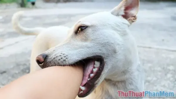 Mơ Thấy Chó Đen Đuổi Cắn Mang Điềm Gì? Giải Mã Ý Nghĩa Và Con Số May Mắn