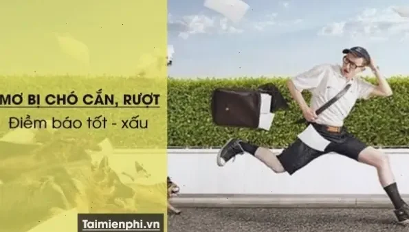 Mơ Thấy Chó Vàng Đuổi Cắn Đánh Con Gì? Giải Mã Điềm Báo Và Con Số May Mắn