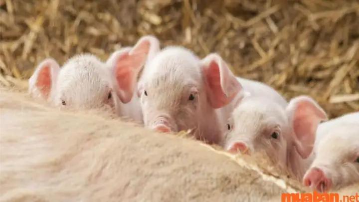 Có Phải Mọi Giấc Mơ Thấy Lợn Đều Mang Lại Tài Lộc Giống Nhau Không? Có Phải Mọi Giấc Mơ Thấy Lợn Đều Mang Lại Tài Lộc Giống Nhau Không?