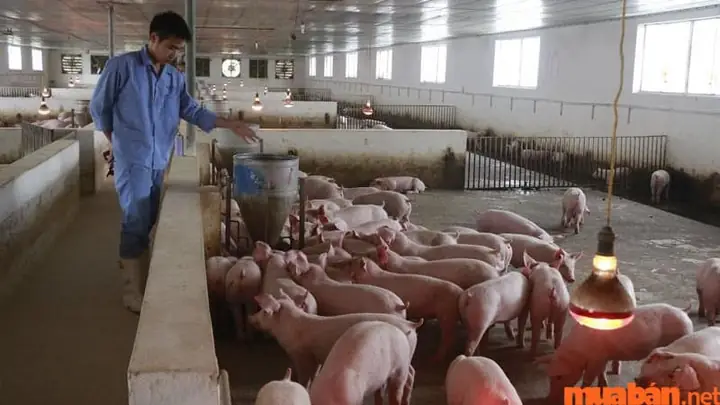 Đàn Heo Trong Chuồng Mang Lại Tin Vui Và May Mắn Cho Gia Chủ Đàn Heo Trong Chuồng Mang Lại Tin Vui Và May Mắn Cho Gia Chủ