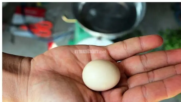 Ngủ Mơ Thấy Nhặt Được Trứng Gà Hoặc Gà Đẻ Trứng Trên Ban Thờ Báo Hiệu Điều Gì? Ngủ Mơ Thấy Nhặt Được Trứng Gà Hoặc Gà Đẻ Trứng Trên Ban Thờ Báo Hiệu Điều Gì?