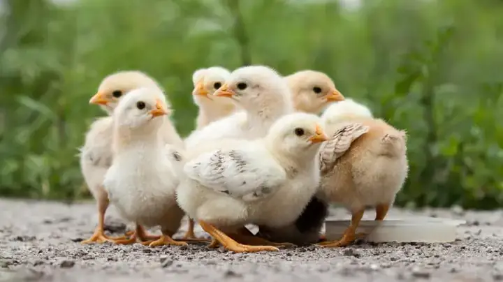 Mơ Thấy Đàn Gà Con Mới Nở Từ Trứng Chọn Con Số May Mắn Nào? Mơ Thấy Đàn Gà Con Mới Nở Từ Trứng Chọn Con Số May Mắn Nào?