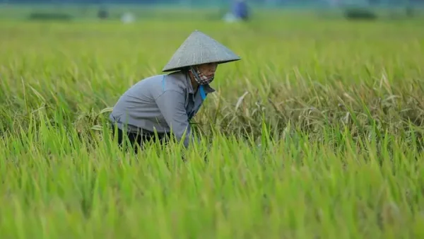 Nằm Mơ Thấy Mình Đi Gặt Lúa Đánh Đề Con Gì? Giải Mã Ý Nghĩa Giấc Mơ Và Con Số May Mắn