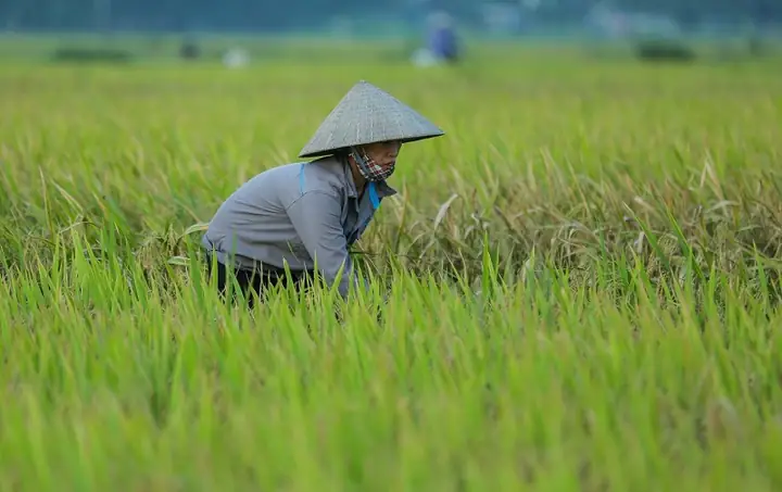 Nằm Mơ Thấy Cánh Đồng Lúa Bao La Bát Ngát Là Điềm Tốt Hay Xấu? Nằm Mơ Thấy Cánh Đồng Lúa Bao La Bát Ngát Là Điềm Tốt Hay Xấu?