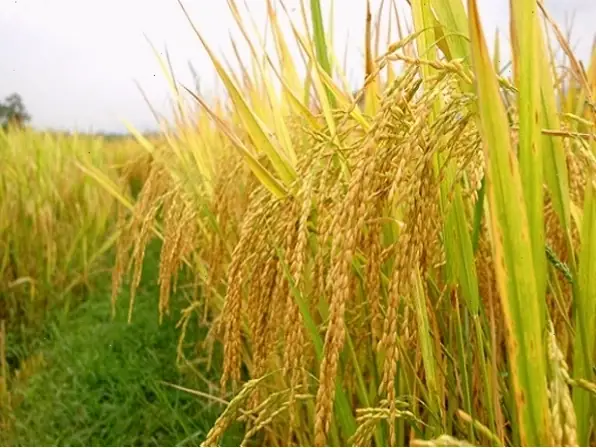 Lời Khuyên Và Cách Giữ Tâm Lý Ổn Định Khi Gặp Giấc Mơ Thu Hoạch Lúa Lời Khuyên Và Cách Giữ Tâm Lý Ổn Định Khi Gặp Giấc Mơ Thu Hoạch Lúa