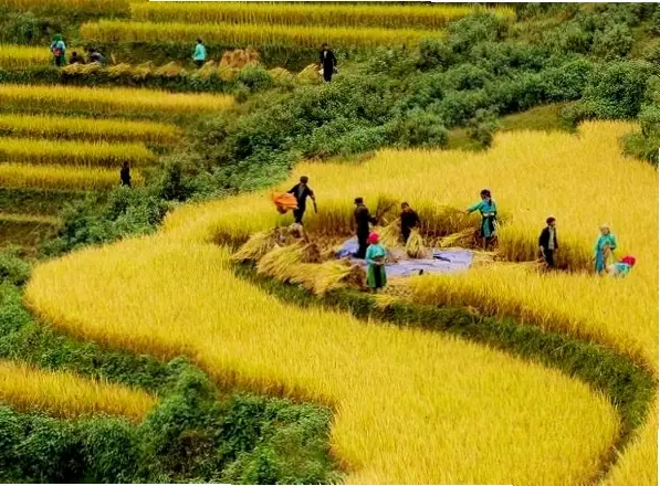 Ngủ Mơ Thấy Gặt Lúa Chín Vàng Đánh Số Mấy? Ngủ Mơ Thấy Gặt Lúa Chín Vàng Đánh Số Mấy?