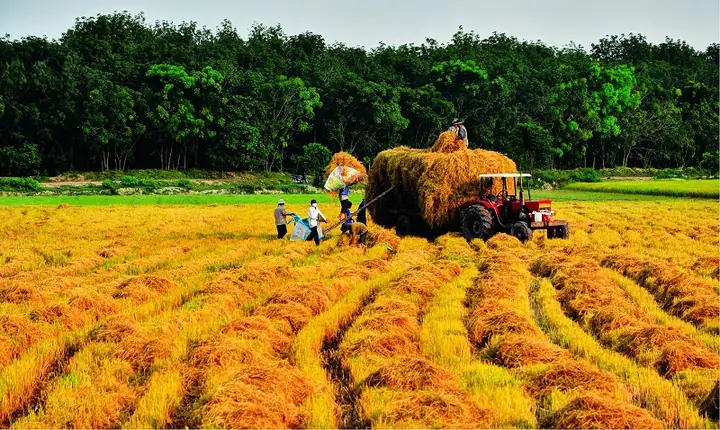 Điềm Báo Từ Các Chi Tiết Đặc Biệt Khi Gặt Lúa Như Gặp Mưa, Bị Đứt Tay Hoặc Lúa Đổ Rạp Điềm Báo Từ Các Chi Tiết Đặc Biệt Khi Gặt Lúa Như Gặp Mưa, Bị Đứt Tay Hoặc Lúa Đổ Rạp