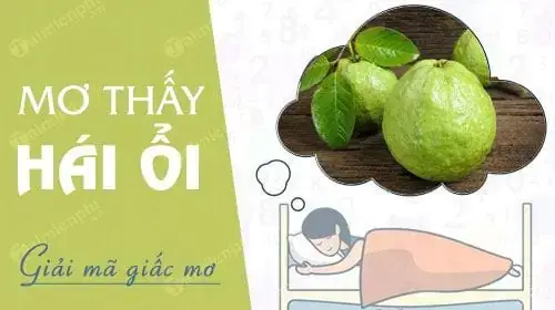 Mơ Thấy Mình Đi Hái Ổi Đánh Con Gì Để Dễ Trúng Nhất?