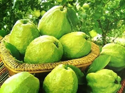 Điềm Báo Từ Giấc Mơ Hái Ổi Xanh So Với Ổi Chín Mọng