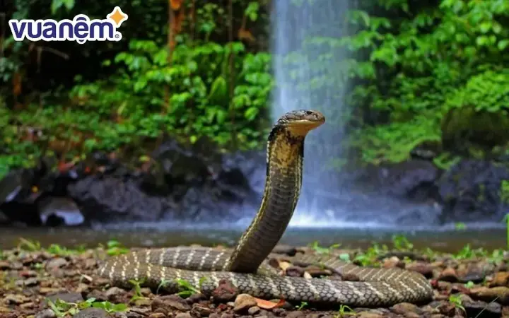 Giải Mã Ý Nghĩa Giấc Mơ Thấy Rắn Hai Đầu Dưới Góc Độ Tâm Linh Và Phong Thủy