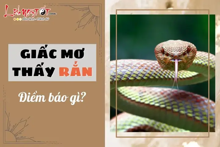 Giải Mã Ý Nghĩa Giấc Mơ Thấy Rắn Vàng Dựa Trên Bối Cảnh Chung Giải Mã Ý Nghĩa Giấc Mơ Thấy Rắn Vàng Dựa Trên Bối Cảnh Chung
