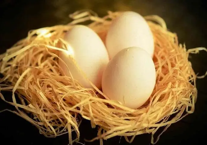 Nằm Mơ Thấy Trứng Gà Nở Thành Con Đánh Con Số Mấy Dễ Trúng? Nằm Mơ Thấy Trứng Gà Nở Thành Con Đánh Con Số Mấy Dễ Trúng?