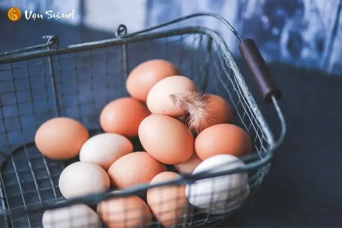 Mơ Thấy Gà Mái Đang Ấp Trứng Có Ý Nghĩa Gì Trong Tương Lai? Mơ Thấy Gà Mái Đang Ấp Trứng Có Ý Nghĩa Gì Trong Tương Lai?