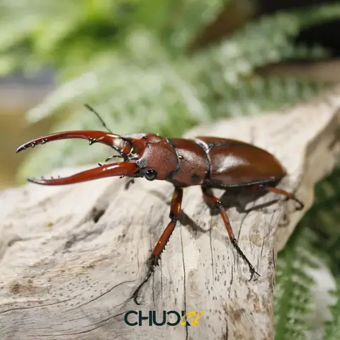 Mua Bọ Cánh Cứng Ở Đâu Uy Tín? Kinh Nghiệm Chọn Giống Và Bảng Giá Chi Tiết Năm 2027 Mua Bọ Cánh Cứng Ở Đâu Uy Tín? Kinh Nghiệm Chọn Giống Và Bảng Giá Chi Tiết Năm 2027