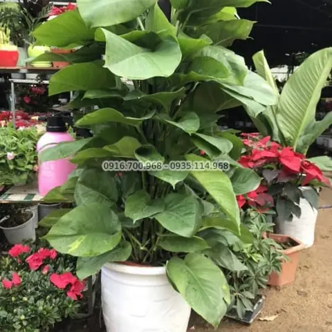 Kinh Nghiệm Mua Cây Điệp Cúng Tại Huế Chuẩn Nhất Cho Không Gian Tâm Linh Kinh Nghiệm Mua Cây Điệp Cúng Tại Huế Chuẩn Nhất Cho Không Gian Tâm Linh